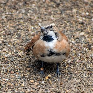 Cinnamon Quail-thrush