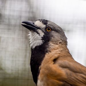 Crested Bellbird
