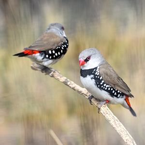 Diamond Firetails