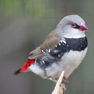 Diamond Firetail