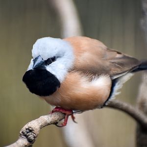 Black-throated Finch