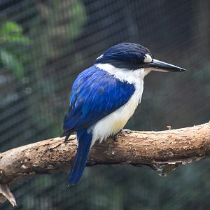 Forest Kingfisher