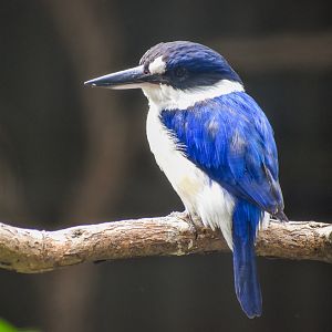 Forest Kingfisher