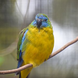 Turquoise Parrot
