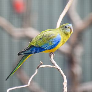 Turquoise Parrot