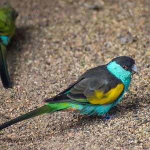 Hooded Parrots