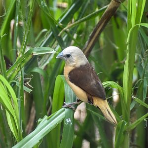 Yellow-rumped Mannikin