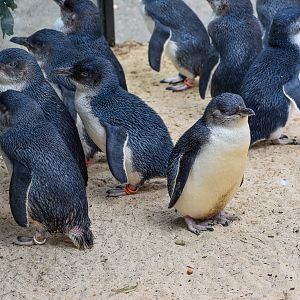 Little Penguins