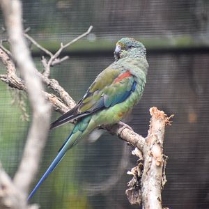 Mulga Parrot