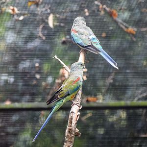 Mulga Parrots