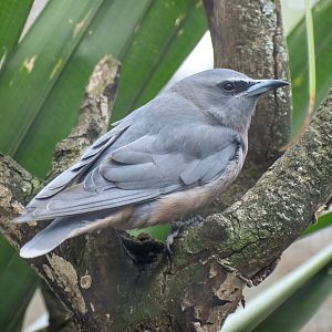 White-browed Woodswallow