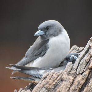 White-breasted Woodswallow