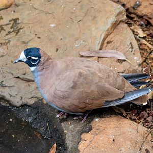 Flock Bronzewing