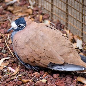 Flock Bronzewing