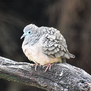 Peaceful Dove