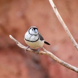 Double-barred Finch