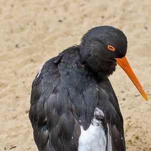 Australian Pied Oystercatcher