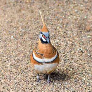 Spinifex Pigeon