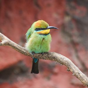 Rainbow Bee-eater