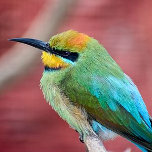 Rainbow Bee-eater