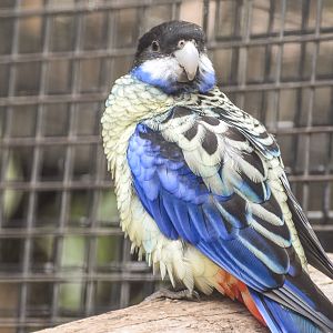 Northern Rosella