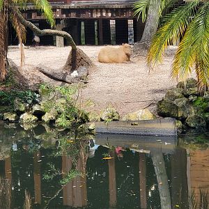 Palm Beach Zoo (2021) - Capybara