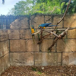Palm Beach Zoo (2021) - Parrots (Tropics Of The Americas)