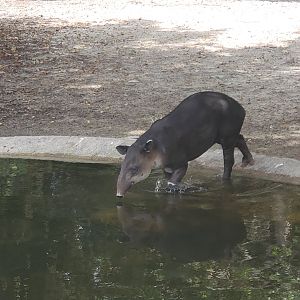 Palm Beach Zoo (2021) - Baird's Tapir (Tropics Of The Americas)