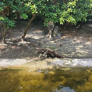Palm Beach Zoo (2021) - Giant Anteater (Tropics Of The Americas)