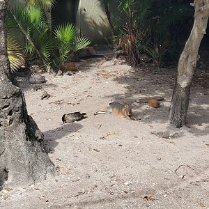 Palm Beach Zoo (2021) - Mara (Tropics Of The Americas)