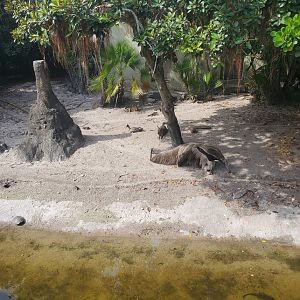Palm Beach Zoo (2021) - River Edge (Tropics Of The Americas)