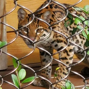 Palm Beach Zoo (2021) - Ocelot (Tropics Of The Americas)
