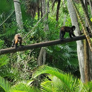 Palm Beach Zoo (2021) - Crested Capuchins (Tropics Of The Americas)