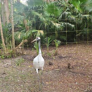 Palm Beach Zoo (2021) - Oriental Crane