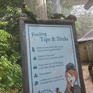 Palm Beach Zoo (2021) - Lorikeets hanging out