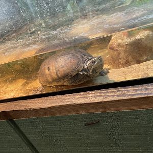 Unknown Turtle - Austin Zoo