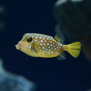 juv. Bluespotted boxfish (Ostracion immaculatus)