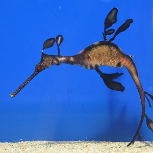 Weedy seadragon (Phyllopteryx taeniolatus)