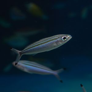 Three-stripe fusilier (Pterocaesio trilineata)