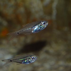 Western luminous cardinalfish (Rhabdamia novaluna)