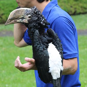 WOB 50th - Silvery-Cheeked Hornbill