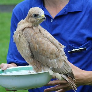 WOB 50th - Tawny Morph Common Buzzard