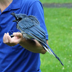 WOB 50th - Black-Throated Magpie-Jay
