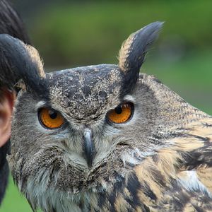 WOB 50th - Eurasian Eagle-owl