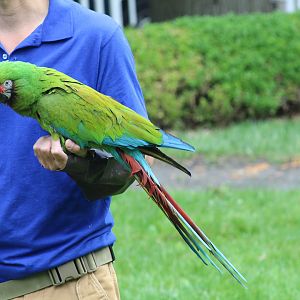 WOB 50th - Military Macaw