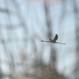 Greater flamingo in flight