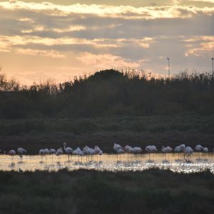 Greater flamingos flock at sunset