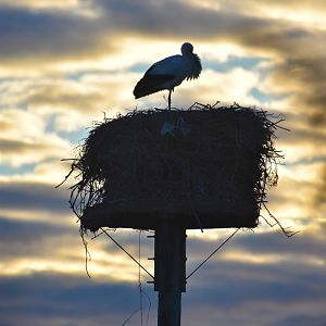 Nesting White stork