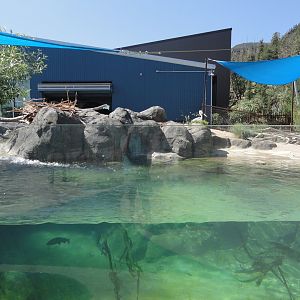 African Penguin & Pink Backed Pelican Pool