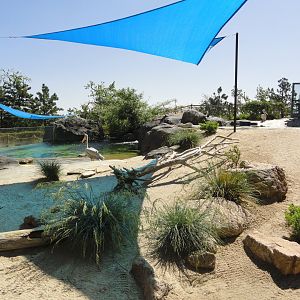 African Penguin & Pink Backed Pelican Exhibit